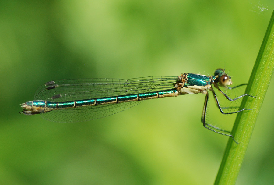 Aiuto determanazione - Lestes dryas